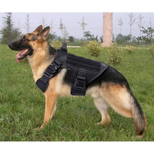 ABQP Animal Decorations