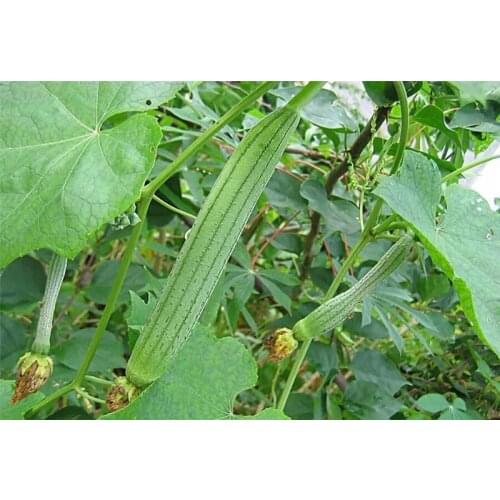 20-25cm Natural loofah for body Shower Sponge Scrubber Luffa Loofa Bathing Massage Pot Bowl Scrubber Spa bathroom accessories