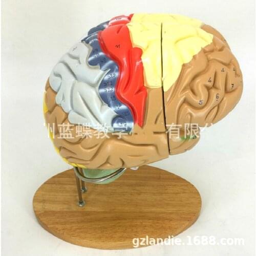 2 times magnification of 4 part brain anatomical model with multiple digital signs Medical brain display AIDS 35.5x28x20cm