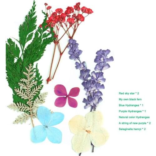 Pressed Flower Mixed Dried Flowers DIY Art Floral Decors Collection Gift Craft DIY C1
