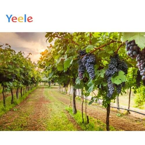 Yeele Orchard Grape Fruit Tree Field Summer Vintage Photography Backgrounds Customized Photographic Backdrops for Photo Studio