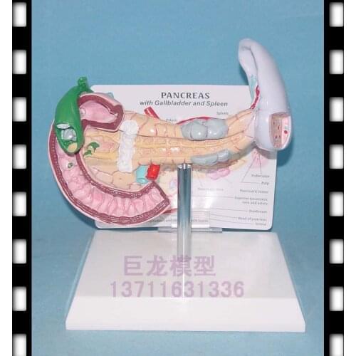Pancreas with Spleen, pancreas, gall bladder and duodenum Human anatomy visceral anatomy teaching model