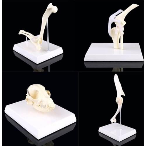 Canine Dog Skull Model Anatomy Skeleton Veterinary Specimen Teaching Display