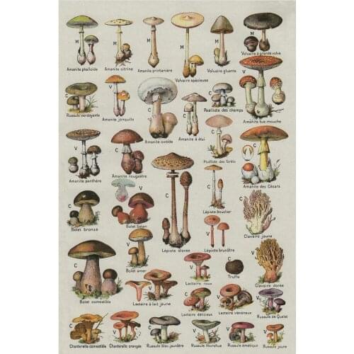 Mushroom Chart Educational Art Film Print Silk Poster Home Wall Decor 24x36inch