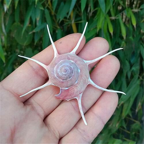 Natural Conch Seashell Long Thorn Star Snail Rare Specimen Fish Tank Aquarium Landscaping Window Design Floor Decoration Home de