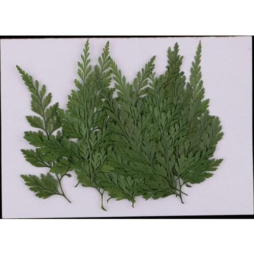 12 Real Pressed Dried Flower Leaves For Epoxy Resin Jewelry Making Craft DIY