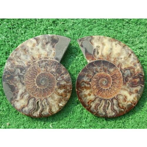 1250g(2.75 lb)1 Pair Half Cut Ammonite Shell Fossil Specimen Madagascar