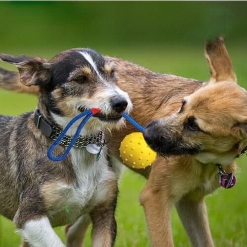 Pet Dogs Training Toy Natural Rubber Ball Rope For Reward Fetch Play Interactive Funny Dog Toy Dog Training Supplies