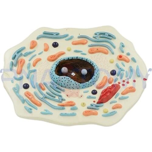 Animal Cell Model Medical Supplies Equipment Medical Science Anatomical Demonstration Enlarged 20000 Times Teaching Resources
