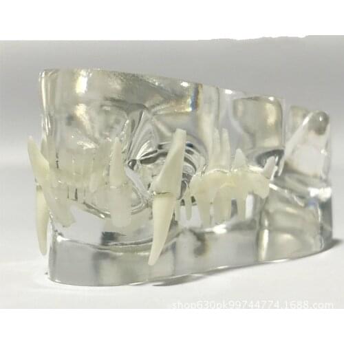 Anatomical Felidae Pathology Jaw Model Medical Cat Mouth and Teeth Anatomy Clear Feline Jaw Anatomical Model esqueleto anatomia