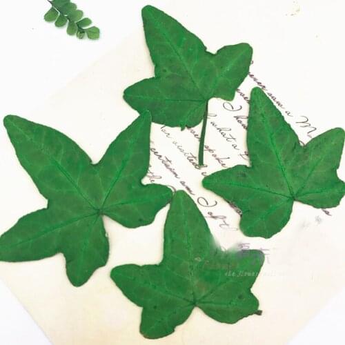 Dried Flower Leaves Epoxy Phone Shell Material For DIY Plant Specimen Wax 120Pcs
