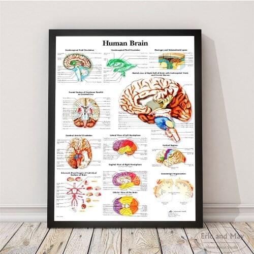 Human Body Anatomy System Posters And Prints Canvas Art Painting Wall Pictures For Living Room Decoration Home Decor No Framed