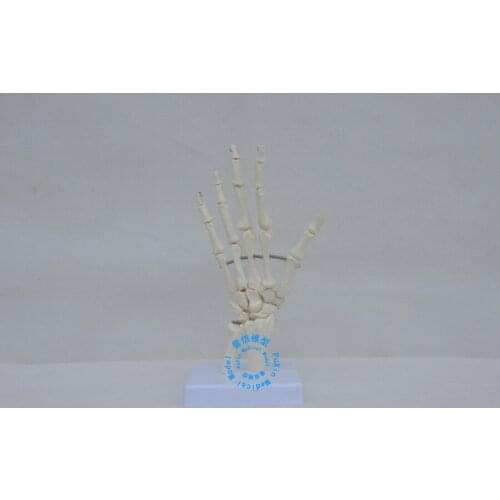 Free shipping&The left hand joint model,The left hand bone model,Finger bone,Joint of hand,skeleton