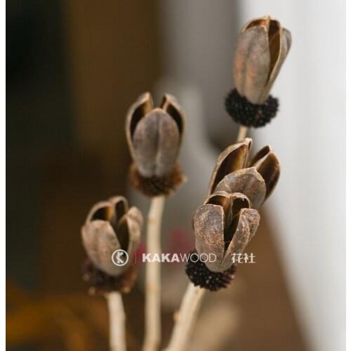 Kakawood Flower House Home Imported Natural Plant Dried Fruit Shell Wind Dried Flower Artificial Flower Handmade Special