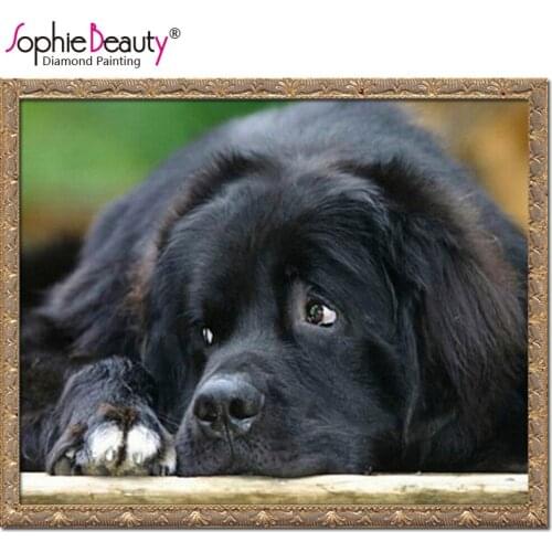 Sophie Beauty Paintings By Numbers