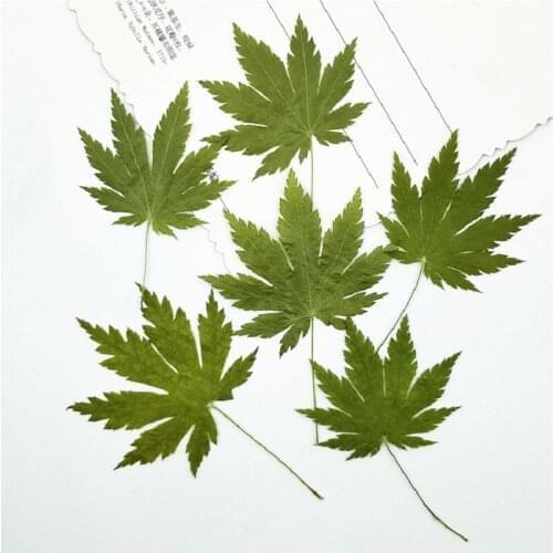 250pcs Pressed Dried Acer saccharum Marsh Flower Herbarium For Epoxy Resin Jewelry Making Bookmark Face Makeup Nail Art Craft