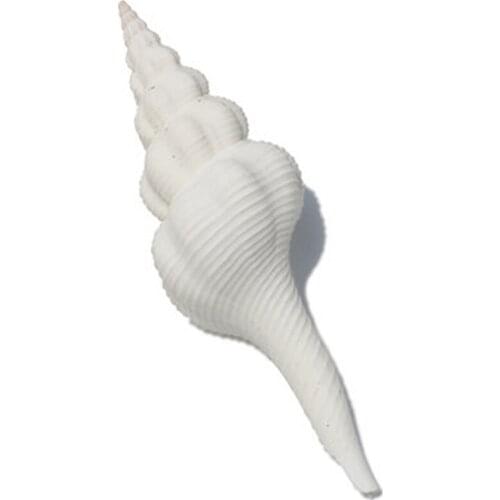 1pcs natural Conch sea shell White spiral conch shell for home decoration or gift