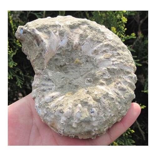 1.4lb LOVELY AMMONITE FOSSIL (CRETACEOUS) MADAGASCAR