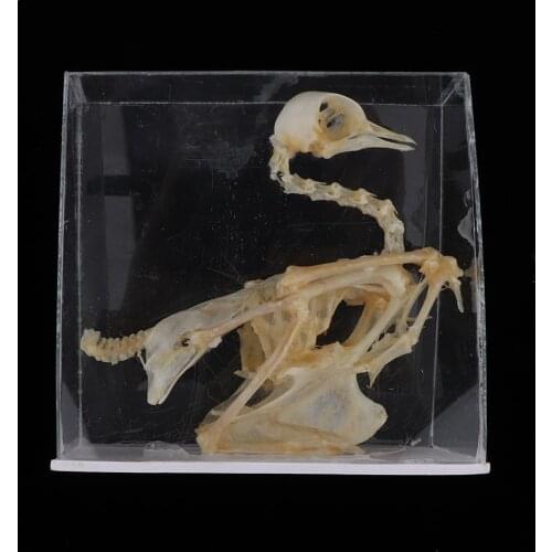Animal Anatomical Model Pigeon Bird Skeleton Real Statue, Kids Science and Nature Toy, Lab Supplies