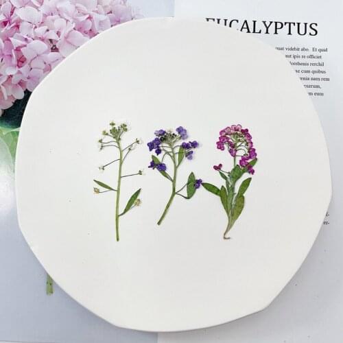 60pcs 5-9cm Pressed Dried Lobularia Maritima Flower Plant Herbarium For Jewelry Postcard Invitation Card Phone Case Candle DIY