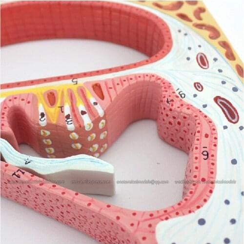 CMAM/12523 Ear- Cochlea and Cortis Organ, Human E.N.T. Medical Teaching Anatomical Model