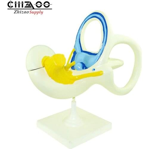 Inner ear labyrinth magnification model human ear anatomical model
