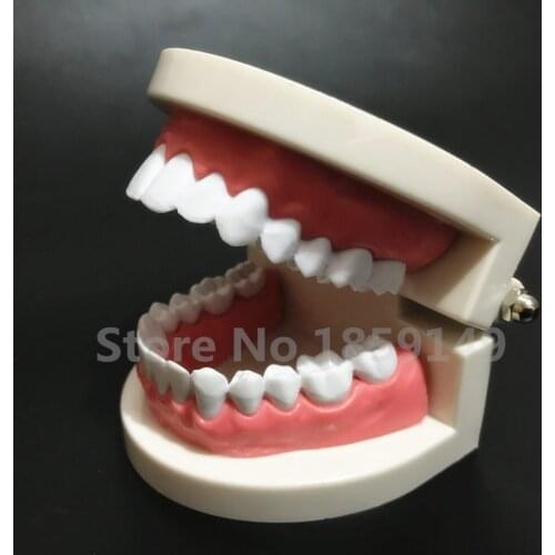 1pcs Dental teaching model tooth model dental teeth model