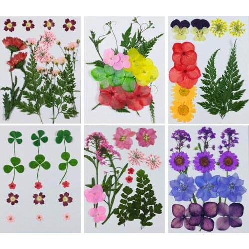1 Set Mixed Dried Pressed Flower+ Leaves Plants Herbarium For Jewelry Postcard Photo Frame Phone Case Making DIY Materials