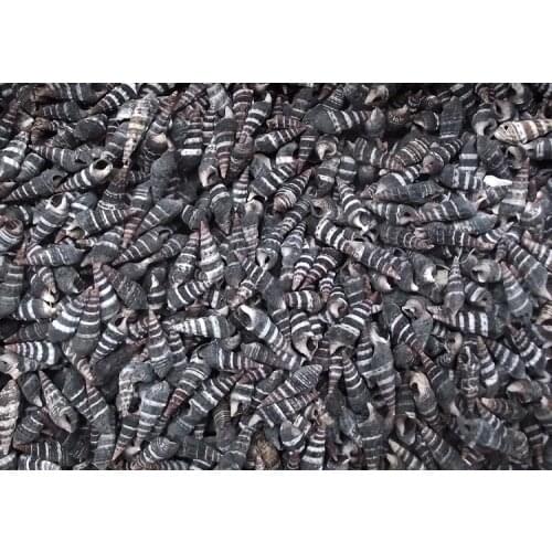 Free Shipping(50pcs/lot)Home Decoration Natural Conch Shell Aquarium Decoration Collection Small ConchShells Black Small Snail