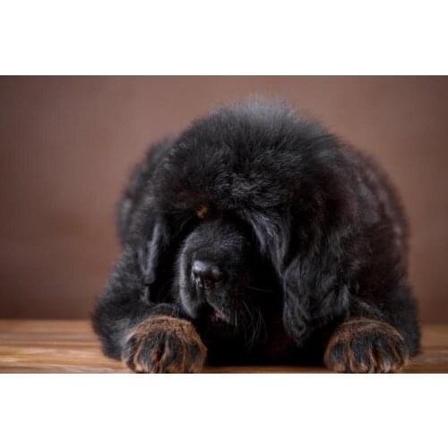 Custom Caucasian Shepherd Dog Poster Silk Fabric Wall Art Poster Print Painting Nature Decoration Pictures Modern Home Decor