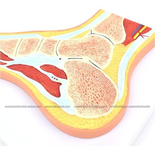 CMAM/12710 Foot section, Medical Extremities Anatomical Human Model