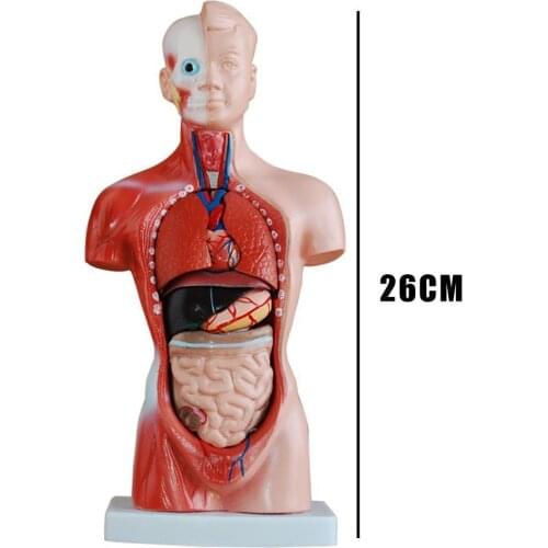 Human Torso Body Model Anatomy Anatomical Medical Internal Decorations For Teaching Mannequin Organs P8Q5