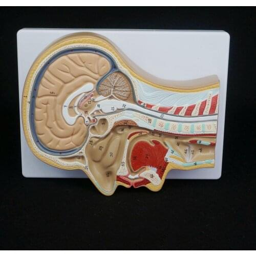 Human Median Section of Head Anatomical Model Medical Skeleton Anatomy Digital Identification Teaching Resources