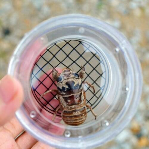 Insect Observation Box Insect Magnification Observation Cup Toys Magnification Kindergarten Elementary Science Experiment Aids