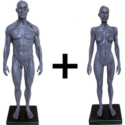 Aquatic muscle model mannequin bone models anatomical decoration medical art body structure people muscular decoration 2 pcs