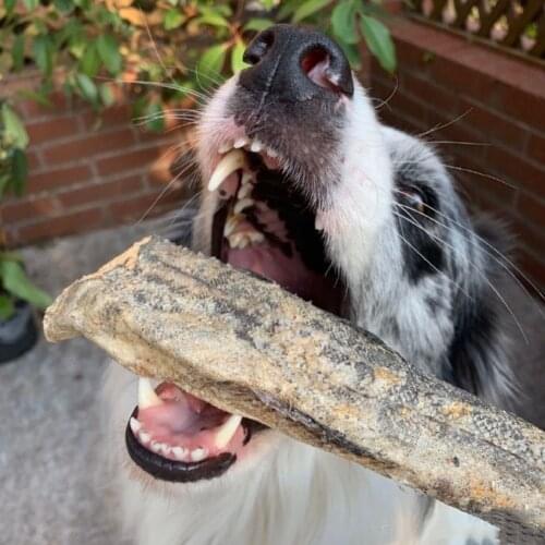 High Quality Dogs cats pets treats snacks Freeze-dried COD Salmon Sardines Beef for chewing training