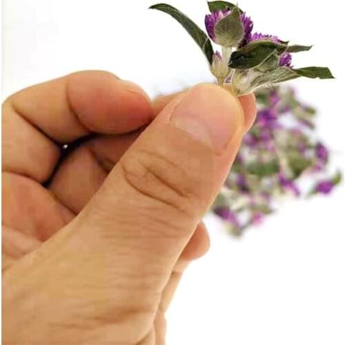 Purple Gomphrena globosa Dried decorative Flowers Embossing Diy Manual Glue Wax Seal Beautiful Handmade soap Making Accessories