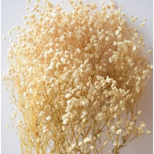 Dried Gypsophila, Natural Cream, Bunch