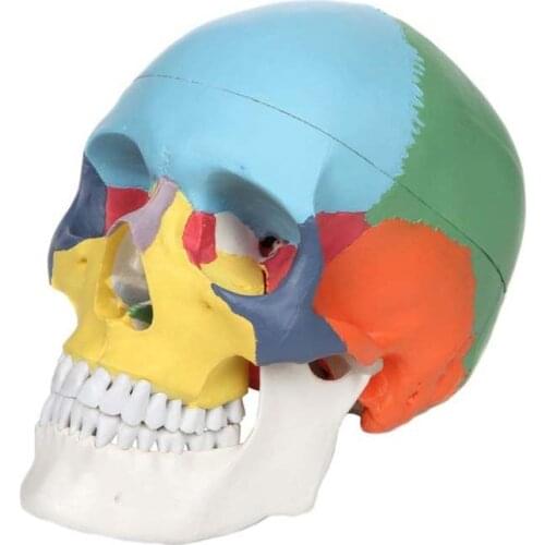 Life Size 1:1 Colorful Human Skull Model Anatomical Anatomy Medical Teaching Skeleton Head Studying Teaching Supplies