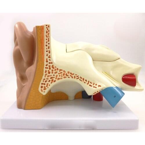 Human Ear Anatomy Medical Model Teaching Aid with Removable Sections Structure Model 5 Parts Teaching Resources