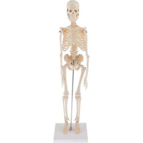 45CM Flexible Human Anatomical Anatomy Skeleton decoration Model anatomical Skeleton toys human skelet model teaching tools
