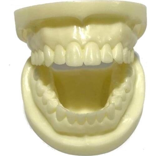 Dental Model Oral Apparatus Materials Dental Consumables Primary Denture Exercise Resin Denture Teeth Model Medical Equipment