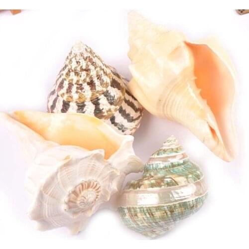 Natural Big Conch Shell DIY Crafts Accessories Seashells Nautical Beach Wedding Decoration Home Fish Aquarium Landscape Tank