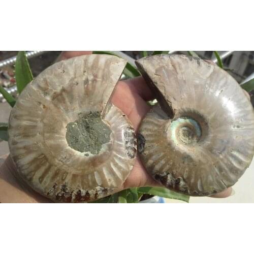 289g 1 Pair Half Cut Ammonite Shell Jurrassic Fossil Specimen Madagascar