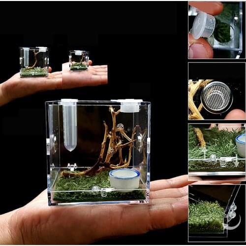 Small Spider Ant Farm Insect Breathable Terrarium Transparent Reptile Breeding Box Acrylic Acrylic Assembled Eco Box