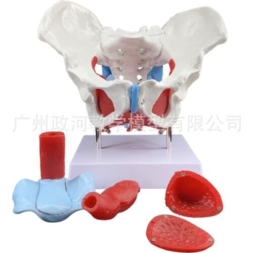 1:1 Life-sized Female reproductive system Pelvic floor muscle model human anatomy bone model