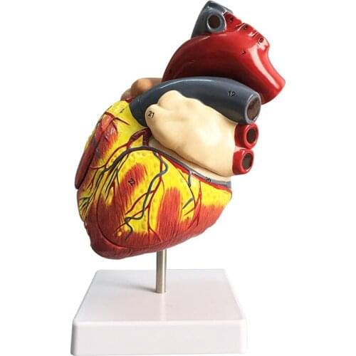 1:1 standard human heart model anatomy detachable teaching model simulation natural big heart model
