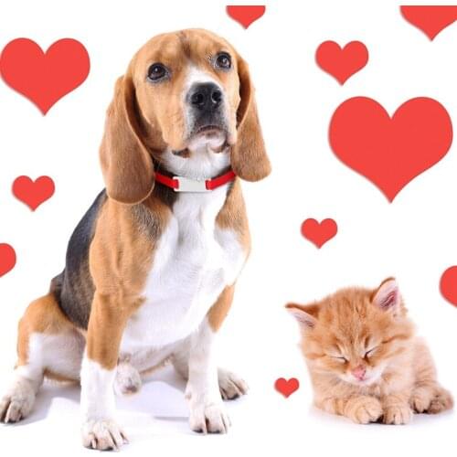 Leash Collar Slide-on Engraved ID Name Dog Tag Stainless Stainless Steel Personalized Pet Tag Bulldog Yorkies Phone Nameplate