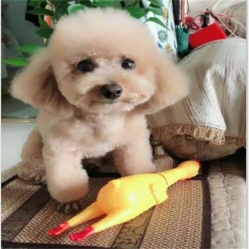 1pcs L M S Screaming yellow rubber chicken pet dog toy squeaking chew toys gift toys Pet dog toys,chicken