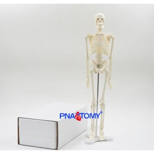 45CM Human Skeleton Model Flexible Arms and Legs Spine Anatomy Educational Tool Medical Teaching Art School Used Detachable
